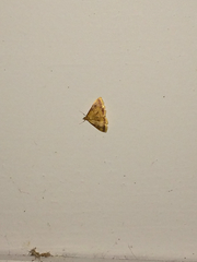 Pyrausta onythesalis