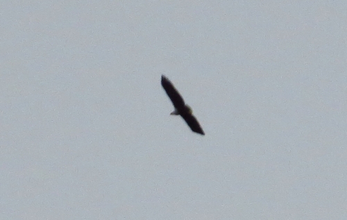 iNaturalist image