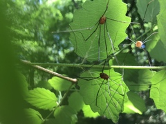 Leiobunum ventricosum