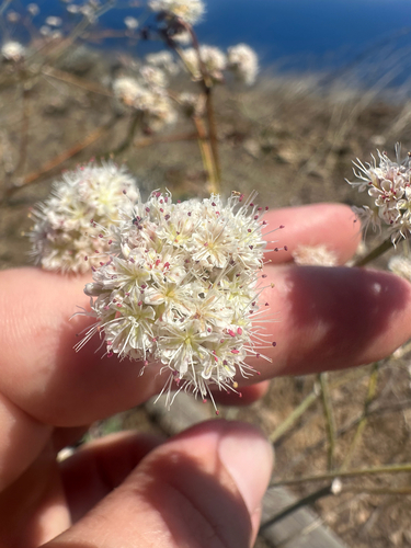 Eriogonum grande, photograph 2