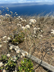 Eriogonum grande, photograph (c) Melanie J. Davis, some rights reserved (CC BY)