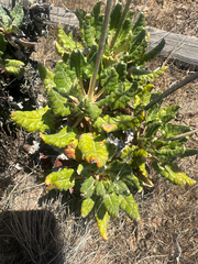 Eriogonum grande