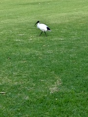 Threskiornis molucca