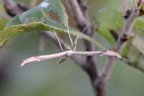Dusky Plume
