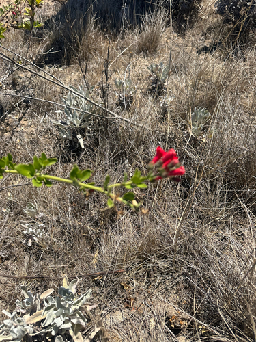Gambelia speciosa
