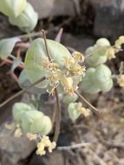 Streptanthus diversifolius