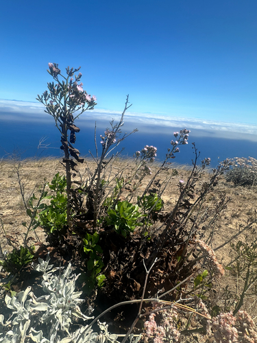 Munzothamnus blairii, photograph 3