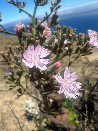Munzothamnus blairii, photograph 2