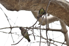 Poicephalus rufiventris