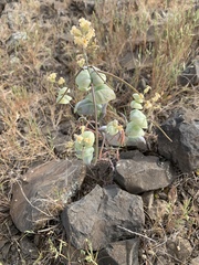 Streptanthus diversifolius