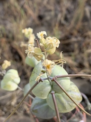 Streptanthus diversifolius