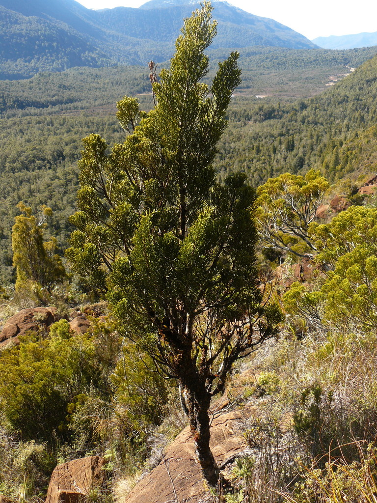 bog pine from Jackson Bay 7886, New Zealand on September 22, 2014 at 05
