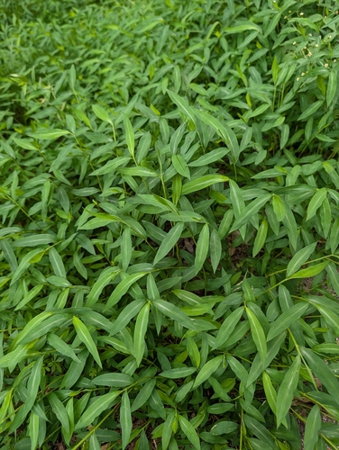 Japanese stiltgrass