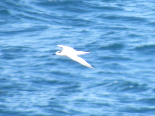 iNaturalist image