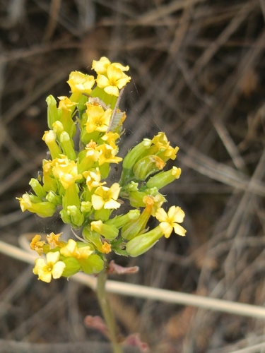 Kalanchoe densiflora, photograph 6