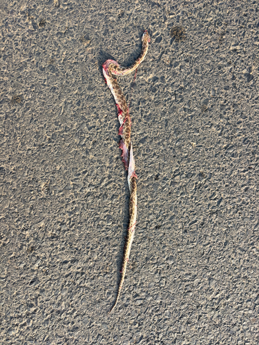 Diadem Snake