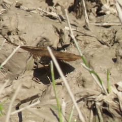 Euthalia aconthea garuda