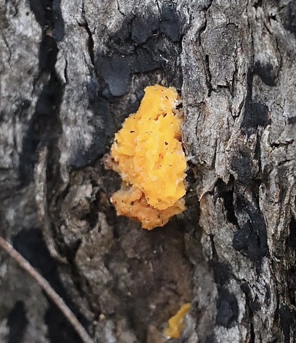 golden ear
