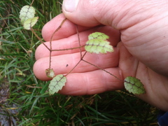 Rubus australis