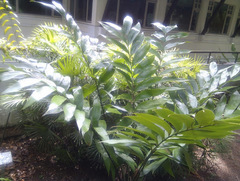 Zamia neurophyllidia