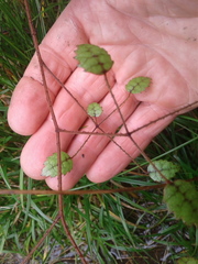 Rubus australis