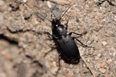 Licinus