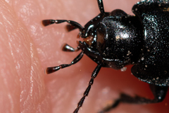 Licinus
