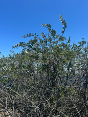 Ceanothus megacarpus