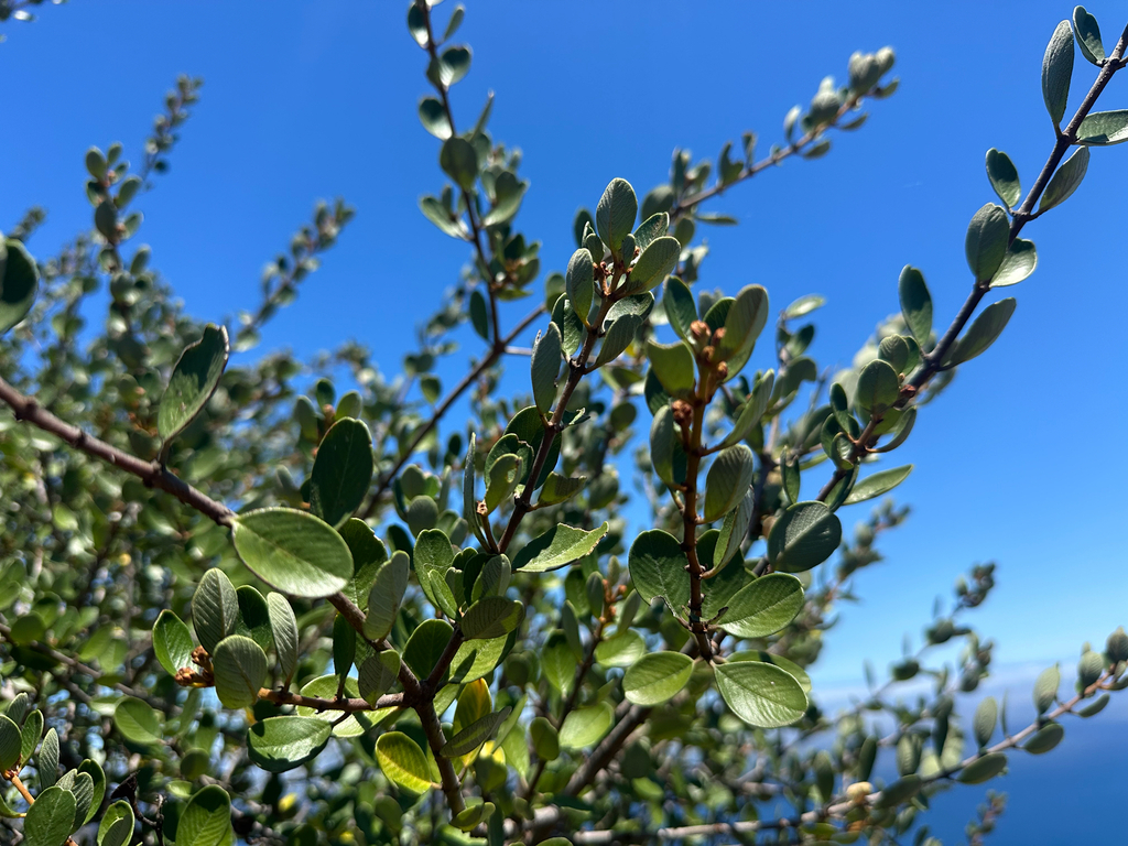 Ceanothus megacarpus; photograph (c) Melanie J. Davis, some rights reserved (CC BY)