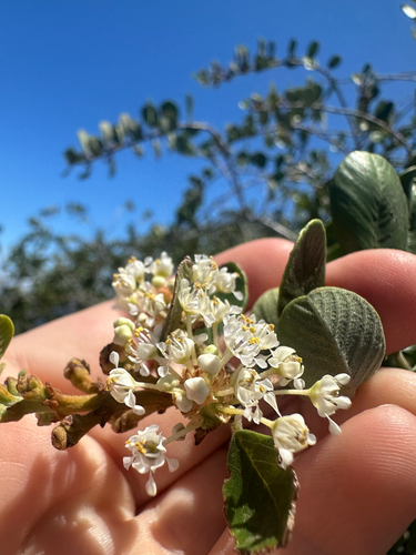 Ceanothus megacarpus, photograph 4