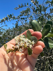 (c) Melanie J. Davis, some rights reserved (CC BY) Ceanothus megacarpus, photograph (c) Melanie J. Davis, some rights reserved (CC BY)