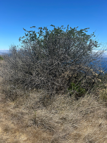 Ceanothus megacarpus, photograph 2