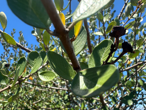 Ceanothus megacarpus, photograph 5