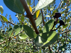 (c) Melanie J. Davis, some rights reserved (CC BY) Ceanothus megacarpus, photograph (c) Melanie J. Davis, some rights reserved (CC BY)