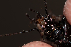 Licinus