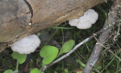splitgill mushroom
