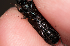Licinus