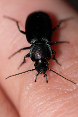 Licinus