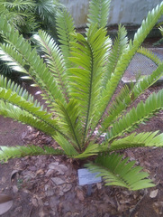 Encephalartos natalensis