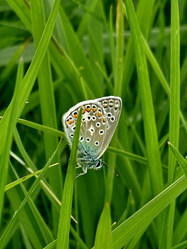Common Blue