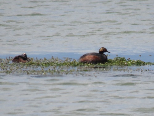 iNaturalist image