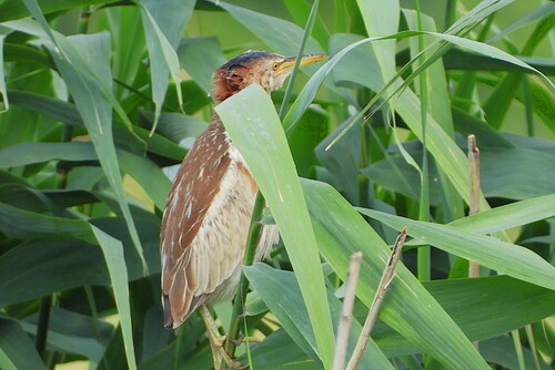 iNaturalist image