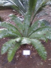 Dioon spinulosum