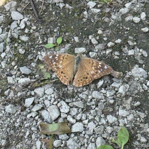 Hackberry Emperor