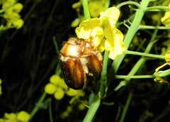 Rhizotrogus aestivus