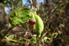 Vaccinium alaskaense