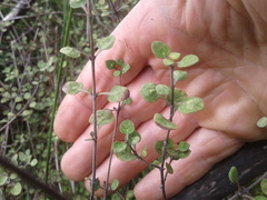 Coprosma tenuicaulis