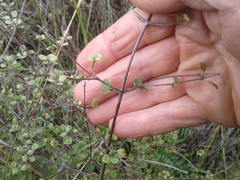 Coprosma tenuicaulis