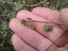 Coprosma tenuicaulis