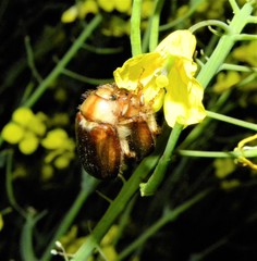 Rhizotrogus aestivus